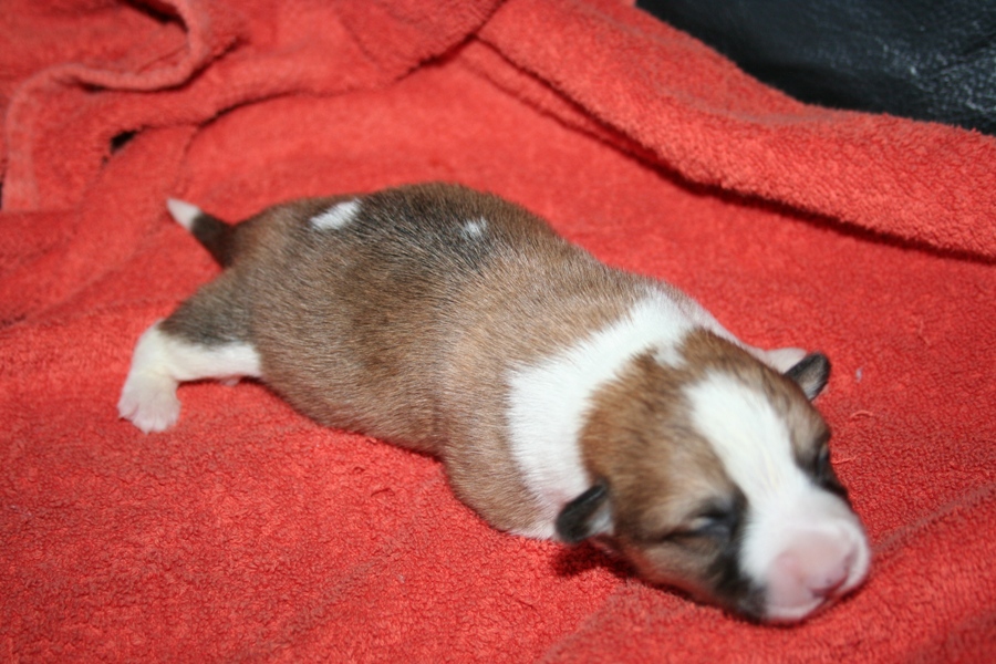 Puppies